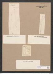 Pleurosigma distortium W.Sm. (de-Toni-Nr.: Genus 13, Species 1094) Zeichnungen Sammlung Grunow Nr. 2131 (NHMW-BOT-W0369168)